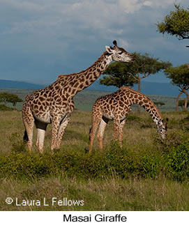 Masai Giraffe - © Laura L Fellows and Exotic Birding LLC