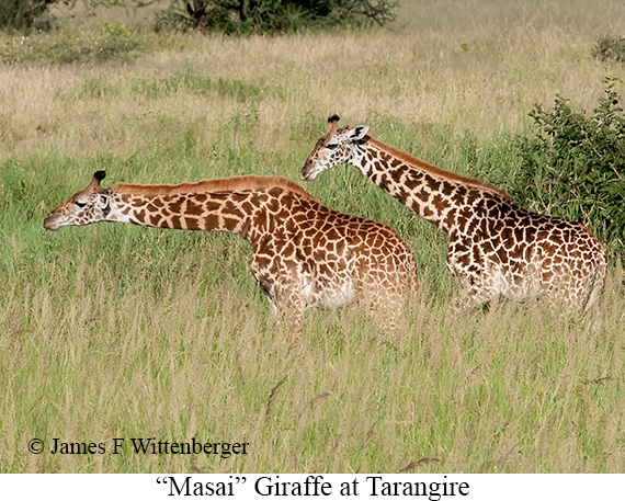 Masai Giraffe - © James F Wittenberger and Exotic Birding LLC