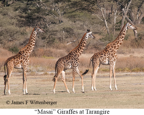 Masai Giraffe - © The Photographer and Exotic Birding LLC