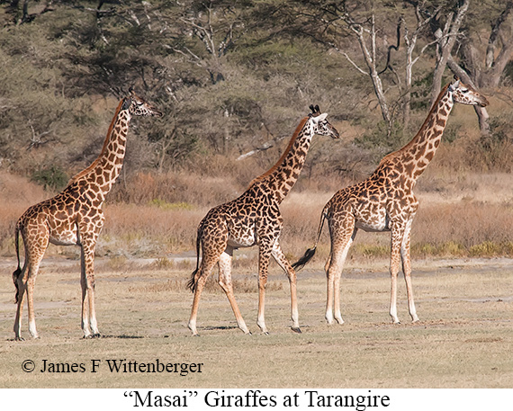 Masai Giraffe - © James F Wittenberger and Exotic Birding LLC