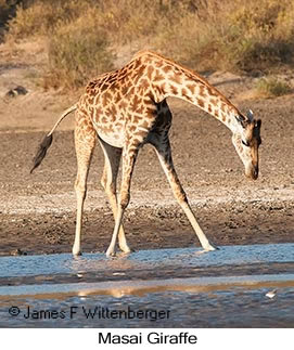 Masai Giraffe - &copy; James F Wittenberger and Exotic Birding LLC