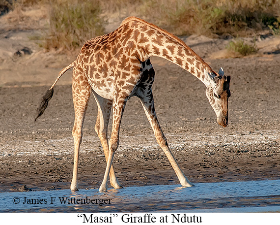 Masai Giraffe - © James F Wittenberger and Exotic Birding LLC