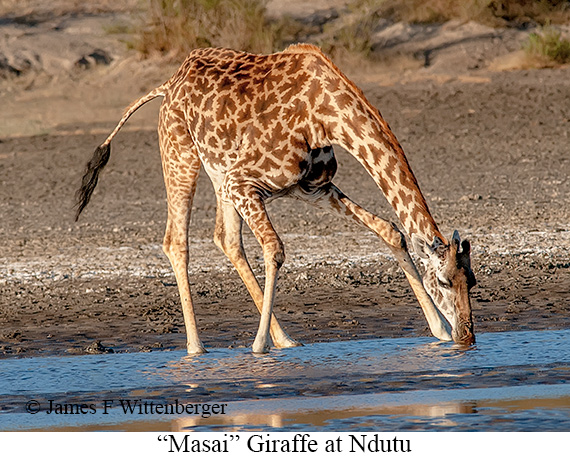 Masai Giraffe - © James F Wittenberger and Exotic Birding LLC