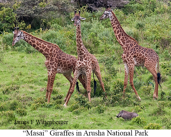 Masai Giraffe - © James F Wittenberger and Exotic Birding LLC