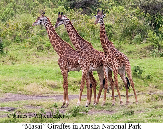 Masai Giraffe - © James F Wittenberger and Exotic Birding LLC