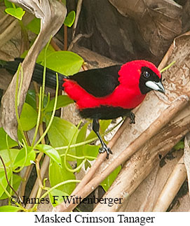 Masked Crimson Tanager - © James F Wittenberger and Exotic Birding LLC