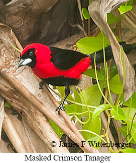 Masked Crimson Tanager - © James F Wittenberger and Exotic Birding LLC