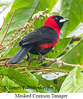 Masked Crimson Tanager - © James F Wittenberger and Exotic Birding LLC