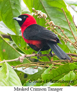 Masked Crimson Tanager - © James F Wittenberger and Exotic Birding LLC