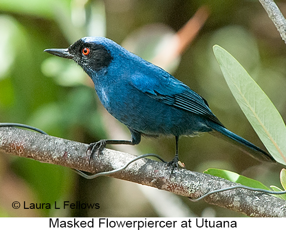 Masked Flowerpiercer - © James F Wittenberger and Exotic Birding LLC