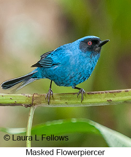 Masked Flowerpiercer - © Laura L Fellows and Exotic Birding LLC