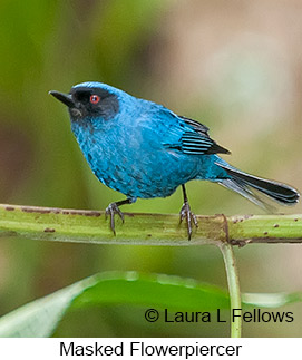 Masked Flowerpiercer - © Laura L Fellows and Exotic Birding Tours