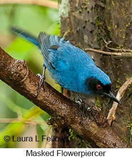 Masked Flowerpiercer - © Laura L Fellows and Exotic Birding Tours