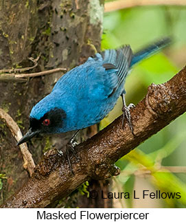 Masked Flowerpiercer - © Laura L Fellows and Exotic Birding LLC