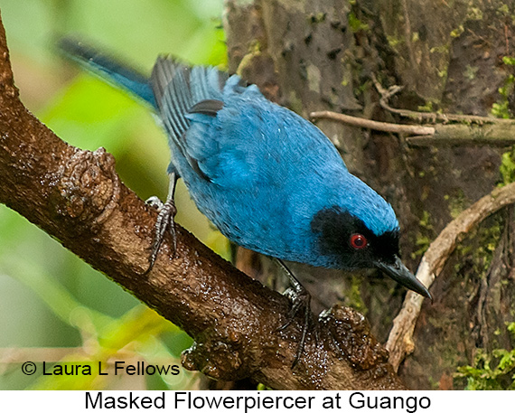 Masked Flowerpiercer - © Laura L Fellows and Exotic Birding LLC