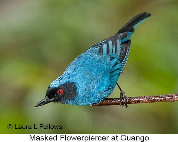 Masked Flowerpiercer - © James F Wittenberger and Exotic Birding LLC Masked Flowerpiercer - © James F Wittenberger and Exotic Birding LLC