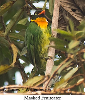 Masked Fruiteater - © James F Wittenberger and Exotic Birding LLC