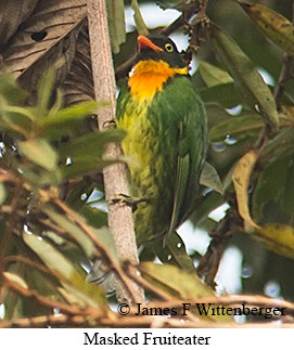 Masked Fruiteater - © James F Wittenberger and Exotic Birding LLC Masked Fruiteater - © James F Wittenberger and Exotic Birding LLC