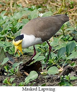 Masked Lapwing - © James F Wittenberger and Exotic Birding LLC Masked Lapwing - © James F Wittenberger and Exotic Birding LLC