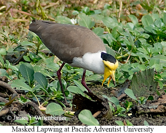 Masked Lapwing - © James F Wittenberger and Exotic Birding LLC
