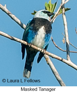 Masked Tanager - © Laura L Fellows and Exotic Birding LLC