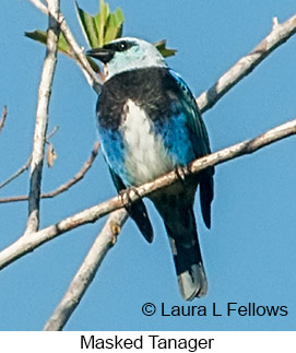 Masked Tanager - © Laura L Fellows and Exotic Birding LLC