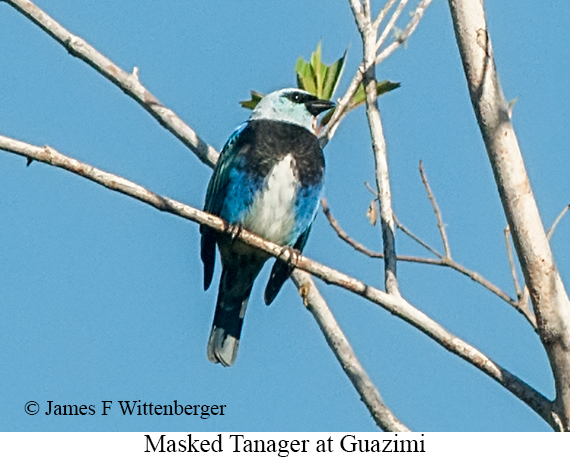 Masked Tanager - &copy; James F Wittenberger and Exotic Birding LLC