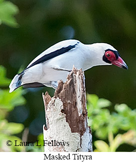 Masked Tityra - © Laura L Fellows and Exotic Birding LLC