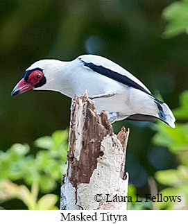 Masked Tityra - © Laura L Fellows and Exotic Birding LLC Masked Tityra - © Laura L Fellows and Exotic Birding LLC