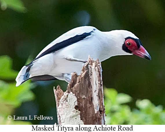 Masked Tityra - © Laura L Fellows and Exotic Birding LLC Masked Tityra - © Laura L Fellows and Exotic Birding LLC