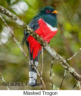 Masked Trogon - © Laura L Fellows and Exotic Birding Tours