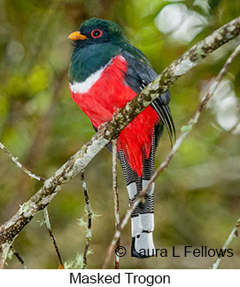 Masked Trogon - © Laura L Fellows and Exotic Birding LLC