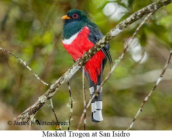 Masked Trogon - &copy; James F Wittenberger and Exotic Birding LLC