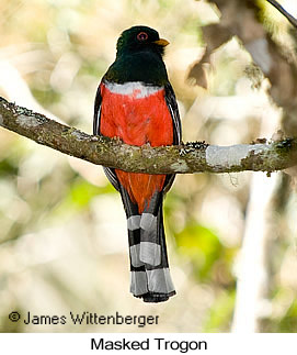 Masked Trogon - © James F Wittenberger and Exotic Birding LLC