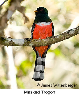 Masked Trogon - © James F Wittenberger and Exotic Birding LLC