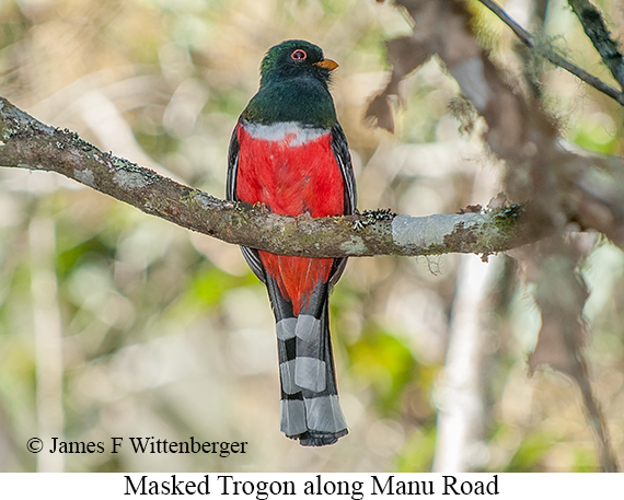 Masked Trogon - &copy; James F Wittenberger and Exotic Birding LLC