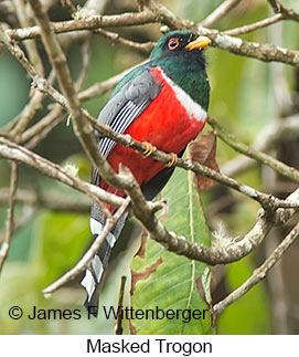 Masked Trogon - © James F Wittenberger and Exotic Birding LLC