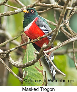 Masked Trogon - © James F Wittenberger and Exotic Birding LLC