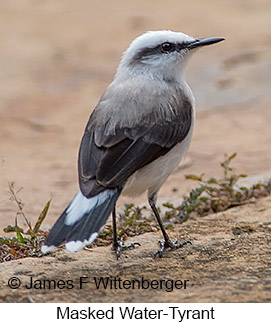 Masked Water-Tyrant - © James F Wittenberger and Exotic Birding LLC