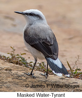 Masked Water-Tyrant - © James F Wittenberger and Exotic Birding LLC