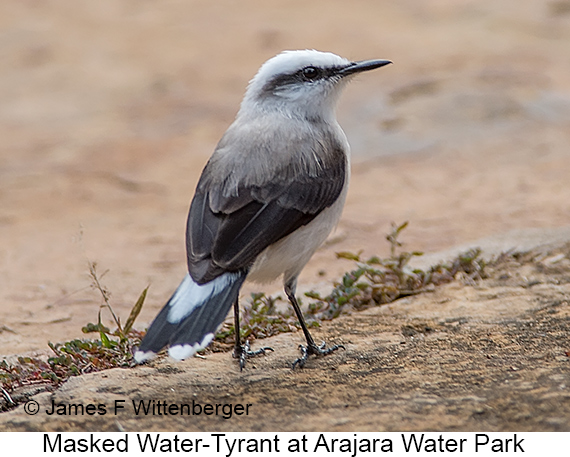 Masked Water-Tyrant - © James F Wittenberger and Exotic Birding LLC