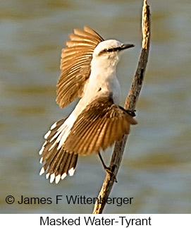 Masked Water-Tyrant - © James F Wittenberger and Exotic Birding LLC