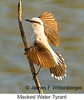 Masked Water-Tyrant - © James F Wittenberger and Exotic Birding LLC