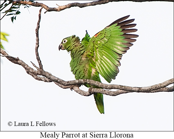 Mealy Amazon - © James F Wittenberger and Exotic Birding LLC Mealy Amazon - © James F Wittenberger and Exotic Birding LLC