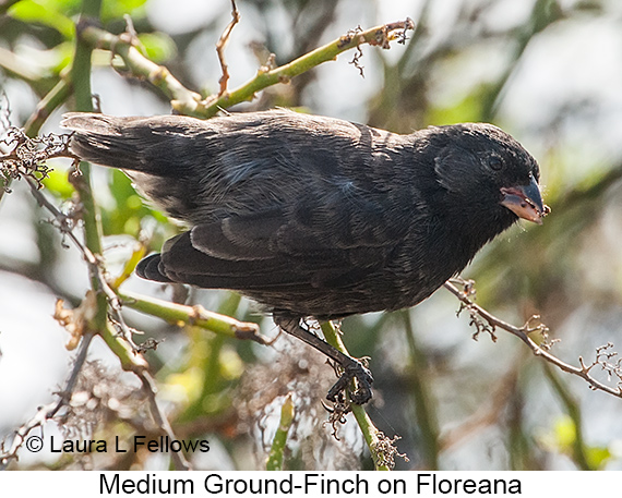 Medium Ground-Finch - © James F Wittenberger and Exotic Birding LLC