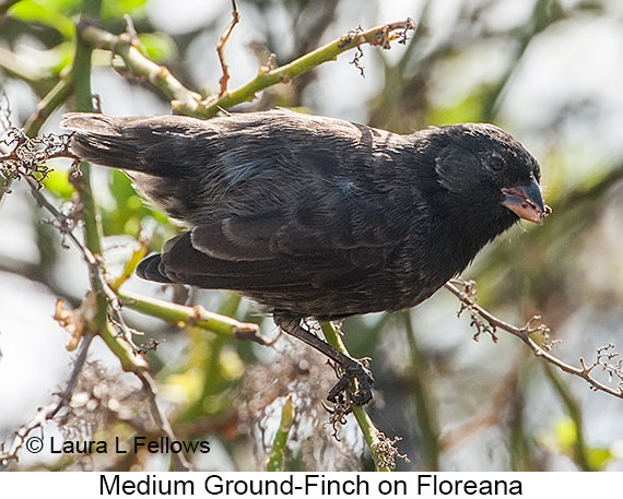 Medium Ground-Finch - © James F Wittenberger and Exotic Birding LLC Medium Ground-Finch - © James F Wittenberger and Exotic Birding LLC