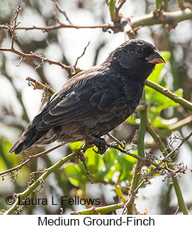 Medium Ground-Finch - © Laura L Fellows and Exotic Birding LLC