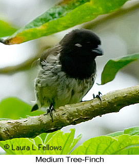 Medium Tree-Finch - © Laura L Fellows and Exotic Birding LLC Medium Tree-Finch - © Laura L Fellows and Exotic Birding LLC