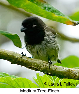 Medium Tree-Finch - © Laura L Fellows and Exotic Birding LLC Medium Tree-Finch - © Laura L Fellows and Exotic Birding LLC