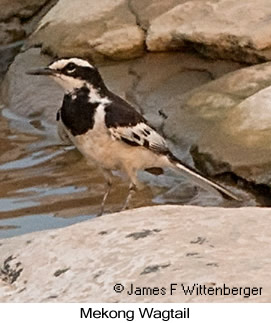 Mekong Wagtail - © James F Wittenberger and Exotic Birding LLC